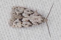 Symmoca signatella