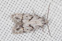 Symmoca signatella