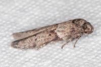 Blastobasis glandulella