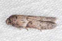 Blastobasis glandulella
