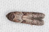 Blastobasis glandulella