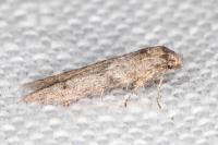 Blastobasis phycidella