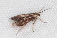 Brachodes funebris