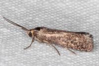Brachodes funebris