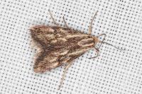 Brachodes funebris