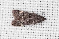 Dichomeris alacella