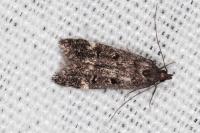 Dichomeris alacella
