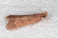 Helcystogramma lutatella