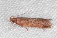Helcystogramma lutatella