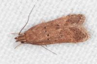 Helcystogramma lutatella