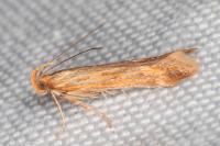 Metzneria