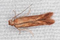 Metzneria