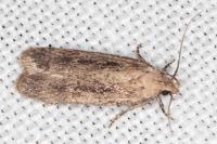 Platyedra subcinerea