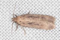 Platyedra subcinerea