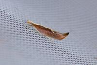 Ypsolopha dentella
