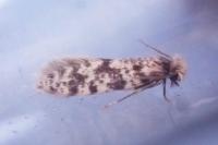 Eumasia parietariella