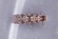 Eumasia parietariella