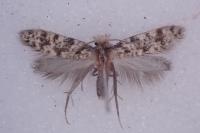 Eumasia parietariella