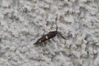 Incurvaria masculella