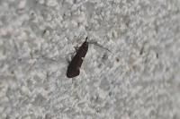Incurvaria masculella