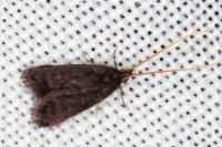 Lecithocera nigrana