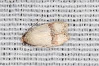 Odites kollarella