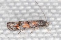 Mompha miscella