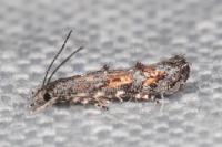 Mompha miscella