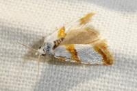 Phtheochroa purana