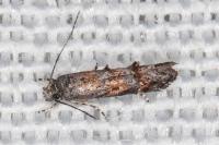 Mompha miscella
