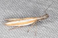 Pleurota aristella
