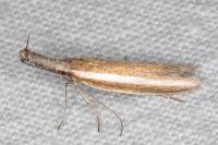 Pleurota aristella