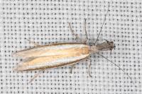Pleurota aristella