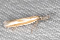 Pleurota honorella/tabelli