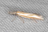 Pleurota honorella/tabelli