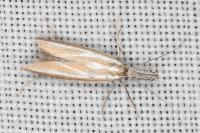 Pleurota honorella/tabelli