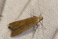 Acompsia antirrhinella/tripunctella