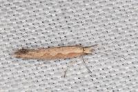Plutella xylostella