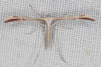 Emmelina monodactyla