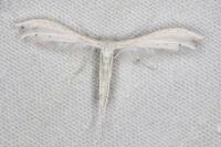 Pterophorus pentadactylus