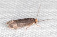 Cephimallota crassiflavella