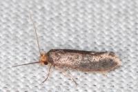 Cephimallota crassiflavella