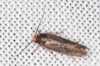 Cephimallota crassiflavella
