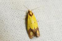 Agapeta zoegana