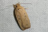Agonopterix assimilella