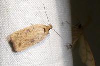 Agonopterix assimilella