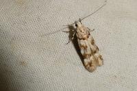 Teleiopsis paulheberti