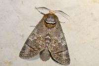 Cossus cossus