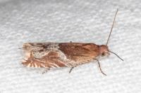 Ancylis comptana