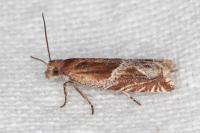 Ancylis comptana